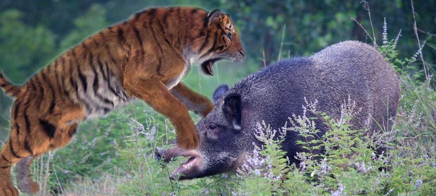 如何收服野猪暴走野猪坐骑——元气骑士攻略（打败野猪暴走野猪的方法，如何获得独特的坐骑）